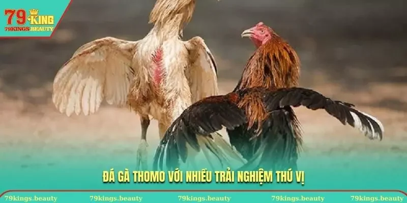 Bạn sẽ có nhiều trải nghiệm thú vị khi chơi đá gà Thomo 
