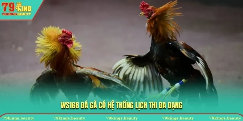 WS168 Đá Gà có hệ thống lịch thi  đấu đa dạng